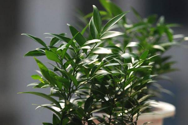 家庭养竹柏好吗 养竹柏对风水的作用(寓意)