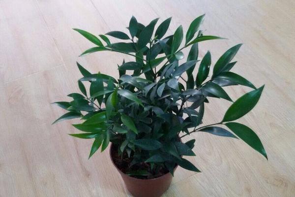 家庭养竹柏好吗 养竹柏对风水的作用(寓意)