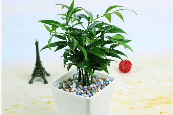 家庭养竹柏好吗 养竹柏对风水的作用(寓意)