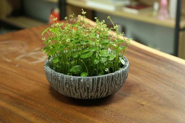 铜钱草开花吗(几月) 铜钱草开花后怎么办