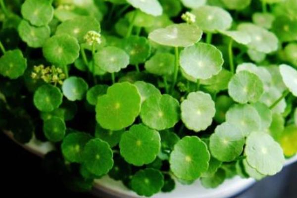 铜钱草开花吗(几月) 铜钱草开花后怎么办