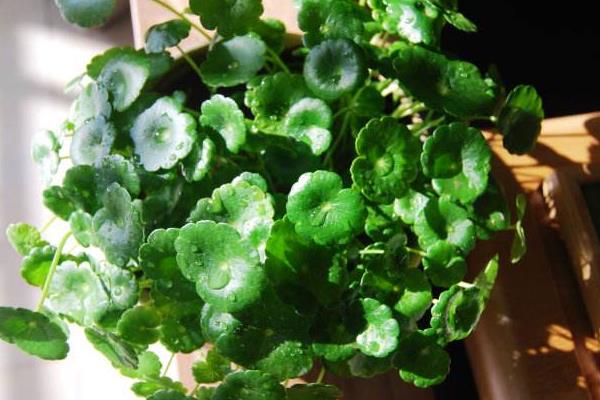 铜钱草开花吗(几月) 铜钱草开花后怎么办