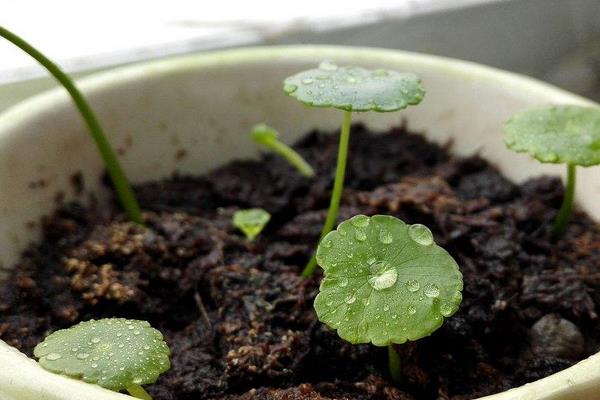 铜钱草开花吗(几月) 铜钱草开花后怎么办