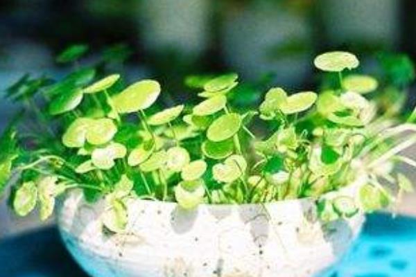 铜钱草开花吗(几月) 铜钱草开花后怎么办