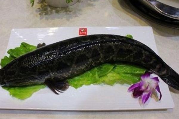 梦见黑鱼是什么意思 女人梦到自己抓了好多黑鱼有什么预兆