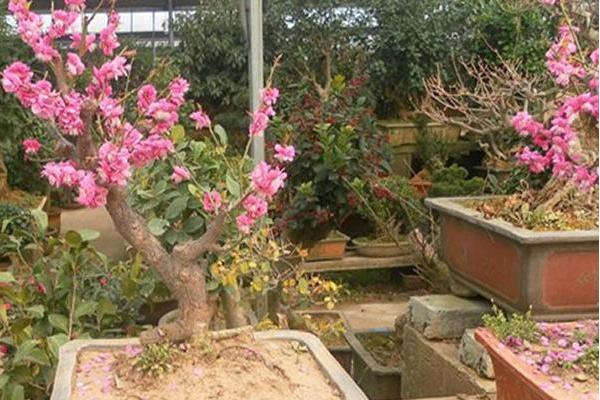 碧桃和榆叶梅的区别是什么 碧桃怎么养殖