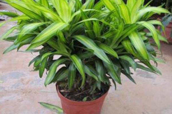 百合竹怎么养 百合竹养殖方法与注意事项