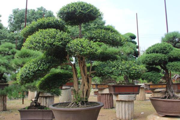 冬青树市场价格多少钱一棵(15公分) 冬青如何种植