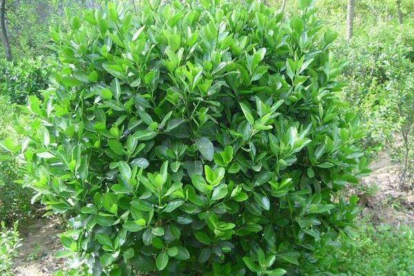 冬青树市场价格多少钱一棵(15公分) 冬青如何种植