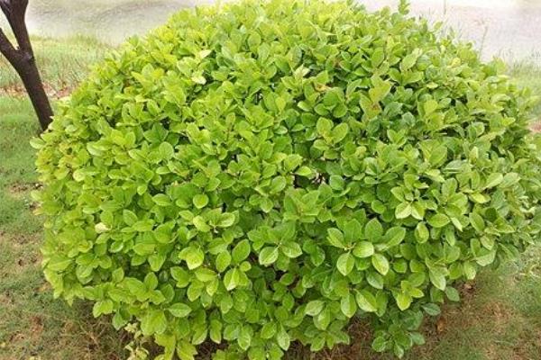 冬青树市场价格多少钱一棵(15公分) 冬青如何种植