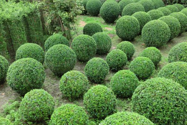 冬青树市场价格多少钱一棵(15公分) 冬青如何种植