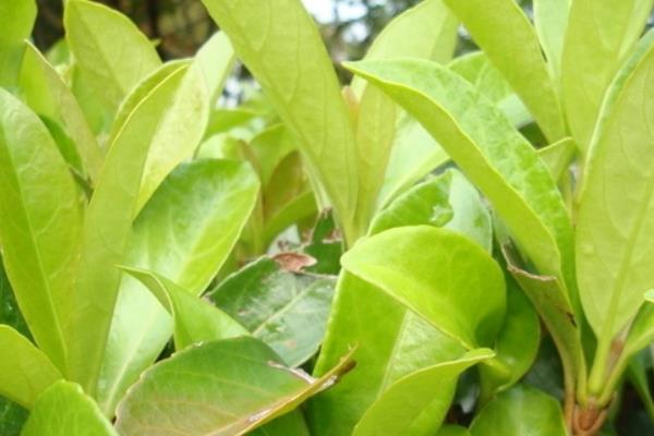 冬青树市场价格多少钱一棵(15公分) 冬青如何种植