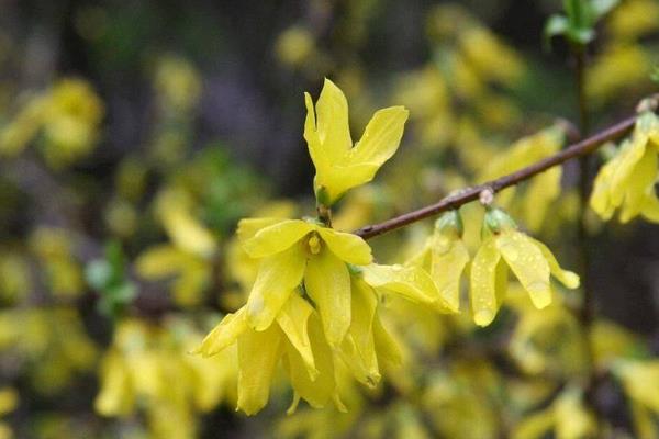 假连翘与金露花的区别是什么  假连翘的生长习性