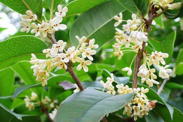 四季桂盆栽怎么浇水 盆景四季桂怎么施肥