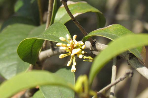 四季桂盆栽怎么浇水 盆景四季桂怎么施肥