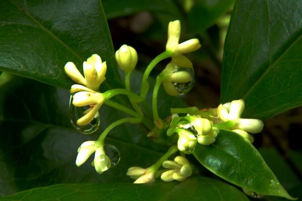 四季桂盆栽怎么浇水 盆景四季桂怎么施肥