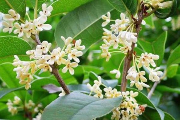 四季桂盆栽怎么浇水 盆景四季桂怎么施肥