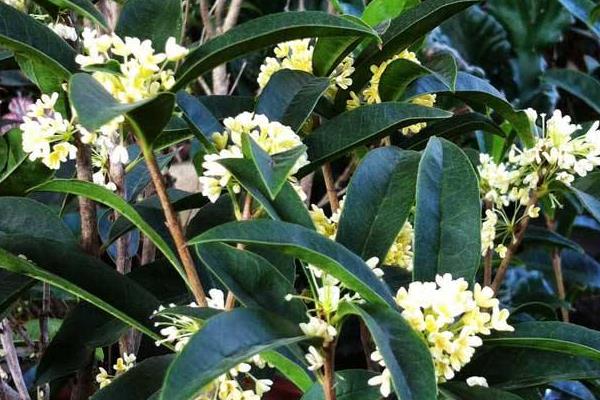 四季桂盆栽怎么浇水 盆景四季桂怎么施肥