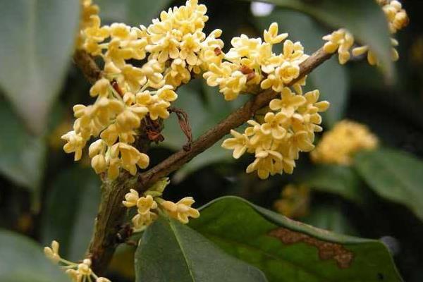 四季桂盆栽怎么浇水 盆景四季桂怎么施肥