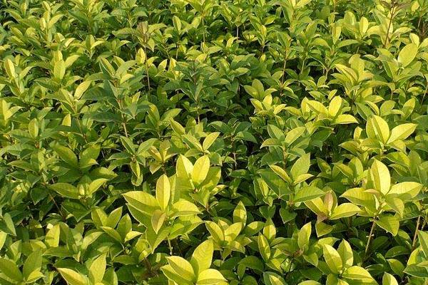 四季桂盆栽怎么浇水 盆景四季桂怎么施肥