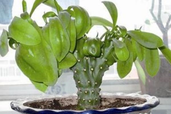 麒麟掌怎么浇水(多久浇一次) 麒麟掌怎么施肥