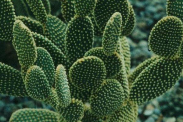 麒麟掌怎么浇水(多久浇一次) 麒麟掌怎么施肥