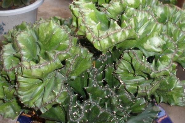 麒麟掌怎么浇水(多久浇一次) 麒麟掌怎么施肥