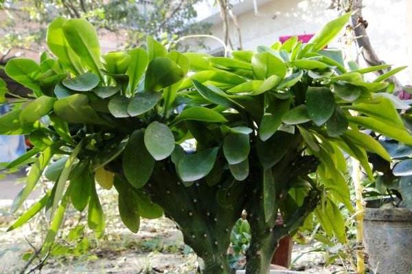 麒麟掌怎么浇水(多久浇一次) 麒麟掌怎么施肥