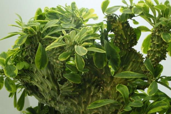 麒麟掌怎么浇水(多久浇一次) 麒麟掌怎么施肥