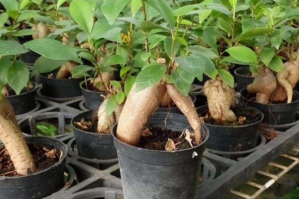 人参榕盆景市场价格多少钱一盆  人参榕盆栽管理方法