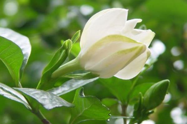 小叶栀子叶子发黄怎么办 小叶栀子怎么浇水(多久浇一次)