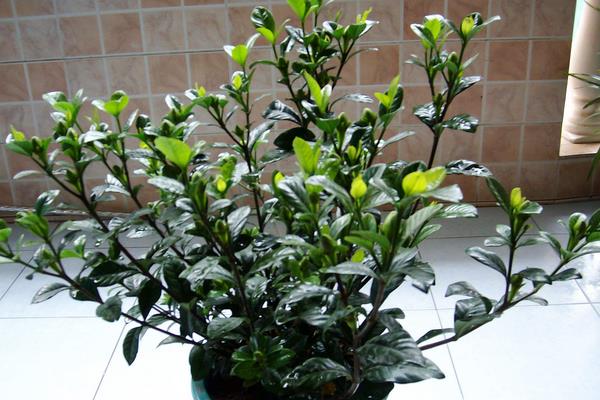 小叶栀子叶子发黄怎么办 小叶栀子怎么浇水(多久浇一次)