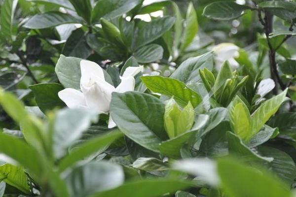 小叶栀子叶子发黄怎么办 小叶栀子怎么浇水(多久浇一次)