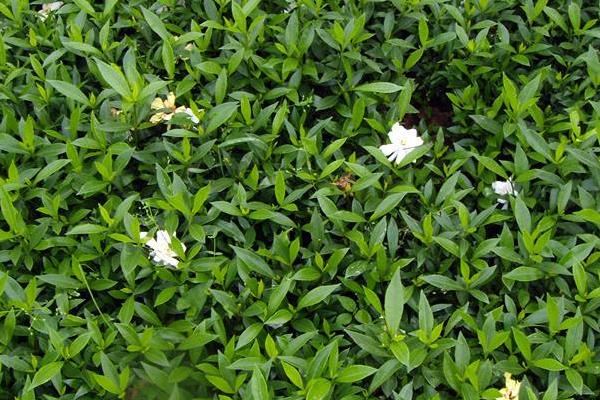 小叶栀子叶子发黄怎么办 小叶栀子怎么浇水(多久浇一次)