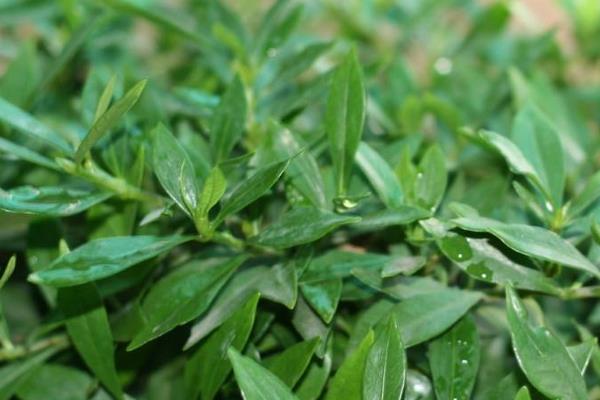 小叶栀子叶子发黄怎么办 小叶栀子怎么浇水(多久浇一次)