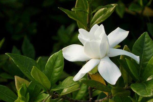 小叶栀子叶子发黄怎么办 小叶栀子怎么浇水(多久浇一次)