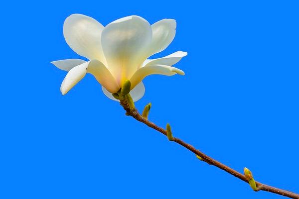 玉兰花怎么浇水(多久浇一次) 玉兰花怎么施肥