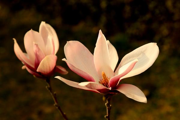 玉兰花怎么浇水(多久浇一次) 玉兰花怎么施肥