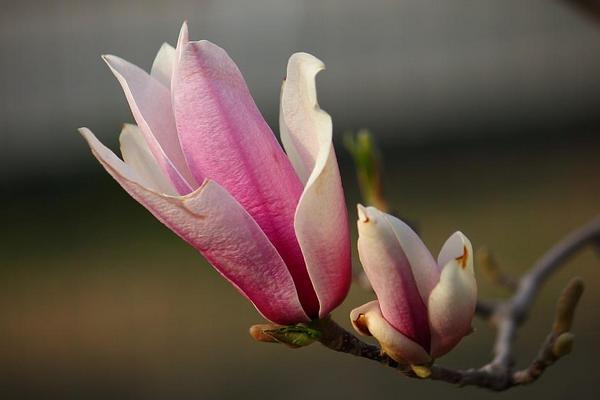 玉兰花怎么浇水(多久浇一次) 玉兰花怎么施肥