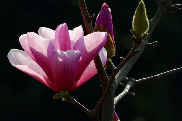 玉兰花怎么浇水(多久浇一次) 玉兰花怎么施肥