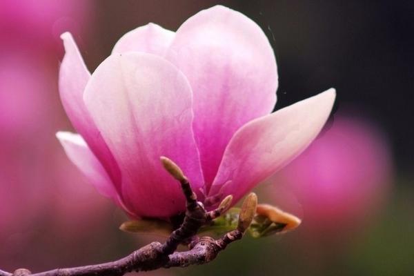 玉兰花怎么浇水(多久浇一次) 玉兰花怎么施肥