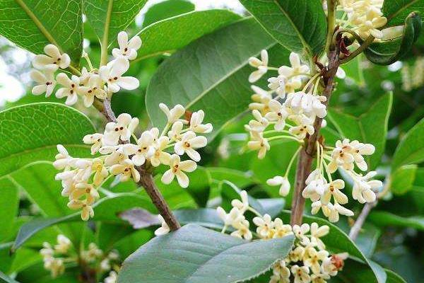 四季桂叶子发黄怎么办 四季桂掉叶子解决方法