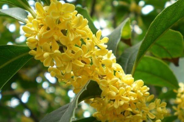 四季桂适合室内养殖吗 四季桂有毒吗