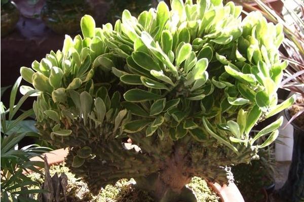 麒麟掌叶子发黄怎么办 麒麟掌怎么施肥