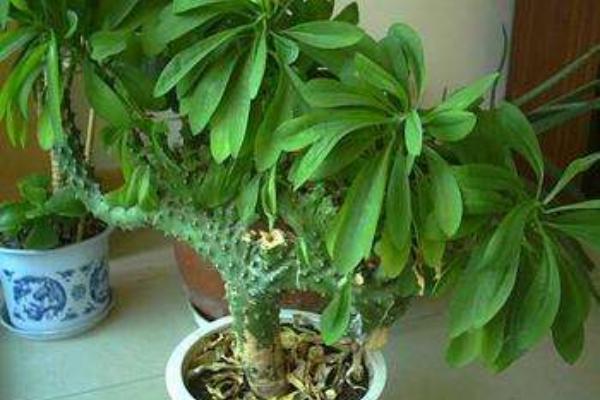 麒麟掌叶子发黄怎么办 麒麟掌怎么施肥