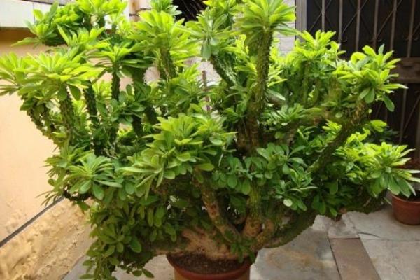 麒麟掌叶子发黄怎么办 麒麟掌怎么施肥