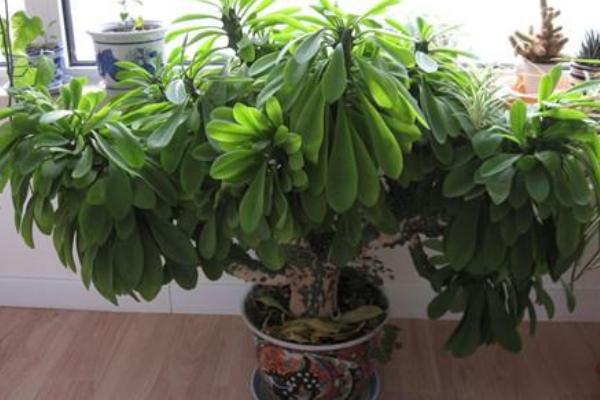 麒麟掌叶子发黄怎么办 麒麟掌怎么施肥