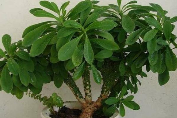 麒麟掌叶子发黄怎么办 麒麟掌怎么施肥