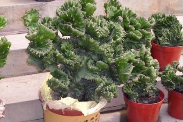 麒麟掌叶子发黄怎么办 麒麟掌怎么施肥