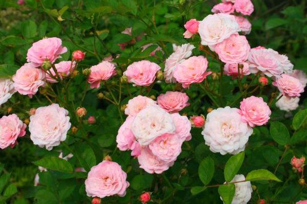 微型月季花怎么养 微型月季养殖方法与注意事项